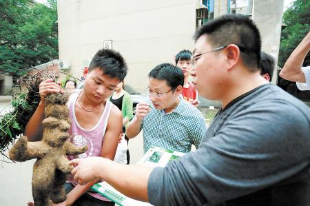 长沙工地挖出“人形何首乌” 专家辟谣称价值不大