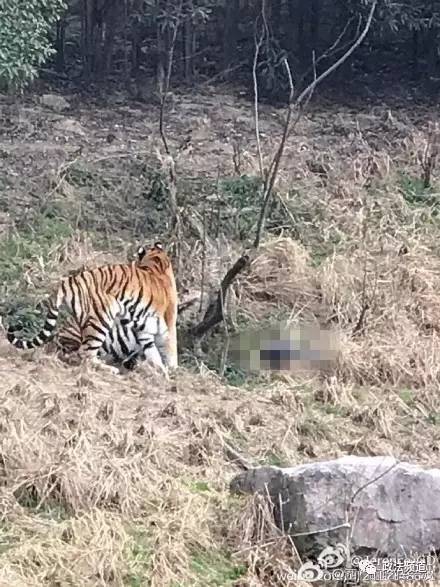 2女1男为逃票翻墙进动物园 落地时周围站了7只虎