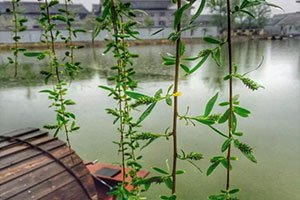 雨后清园