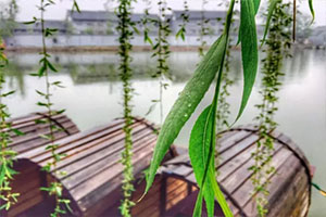 雨后清园