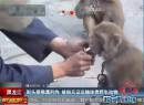 街头耍猴遭刑拘 被指无证运输珍贵野生动物