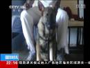 美国：停车场枪击事件 忠犬护主被打死