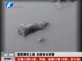 信阳浉河出现多头死猪