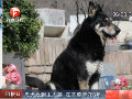 忠犬自己找到主人坟墓 在其旁守护6年