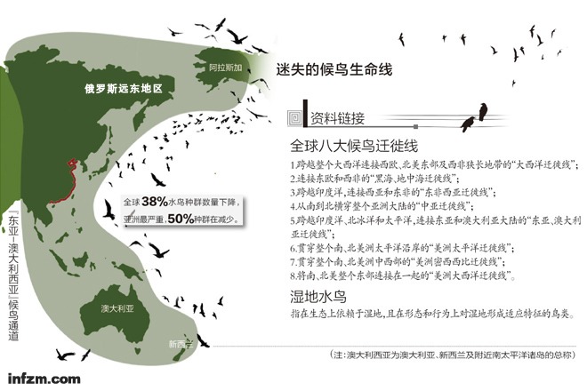 迷失的候鸟生命线（何籽/图）